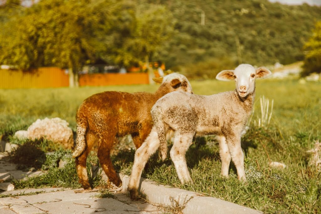 Two lambs standing on green grass in a scenic outdoor setting, captured in daylight.